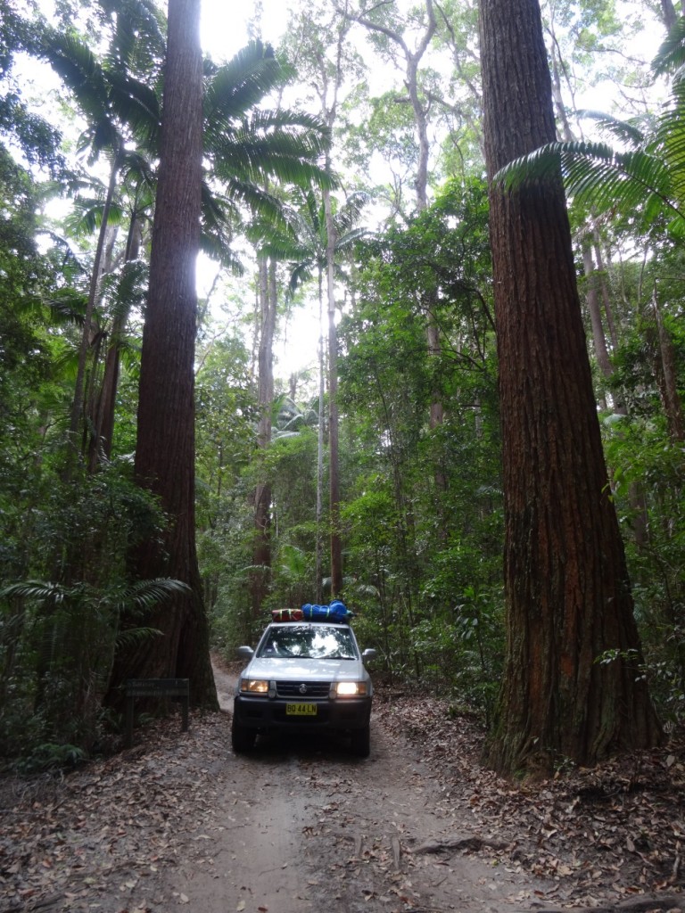 ...und riesige Bäume