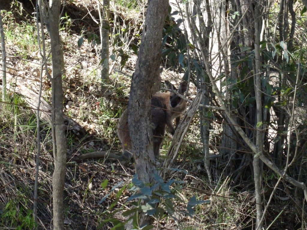 Wir sichten unser erstes lebendes Känguruh in Australien
