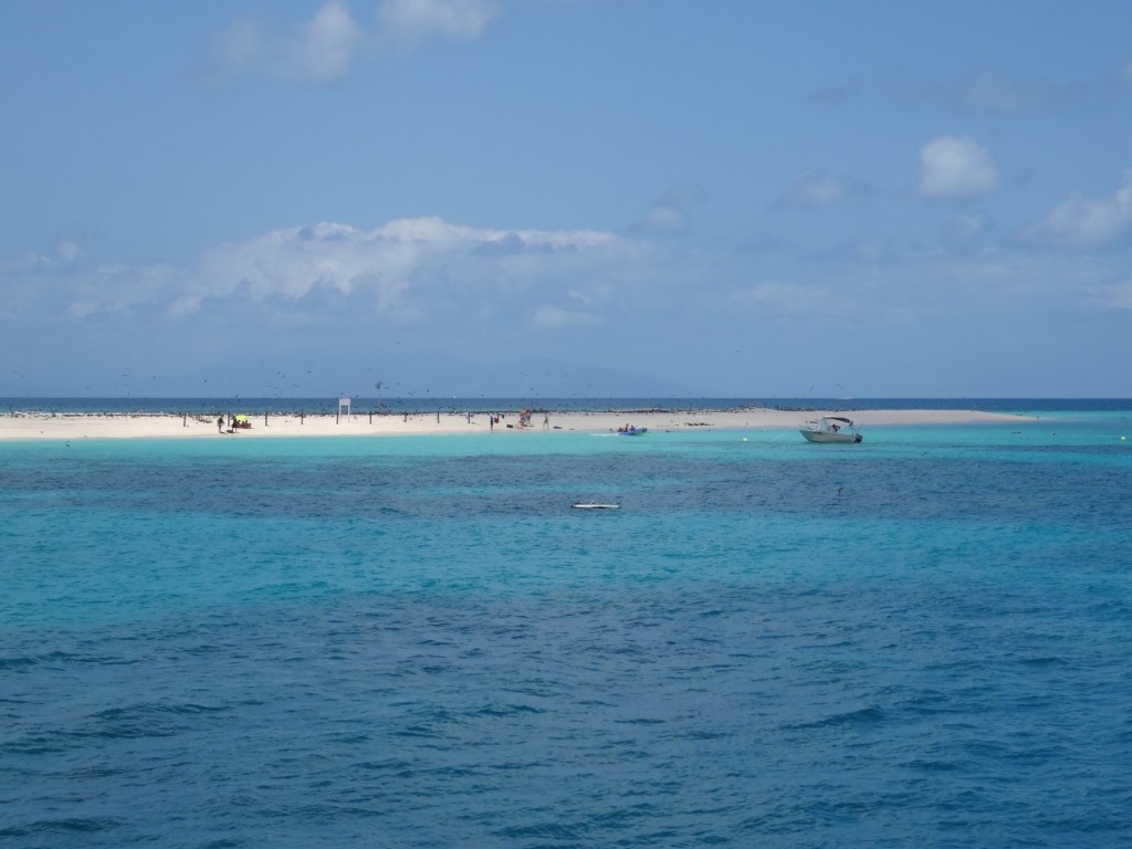 Unsere erste Destination, das Michaelmas Cay. Eine kleine Sandinsel voller Vögel, mehr als 25km von der Küste entfernt.