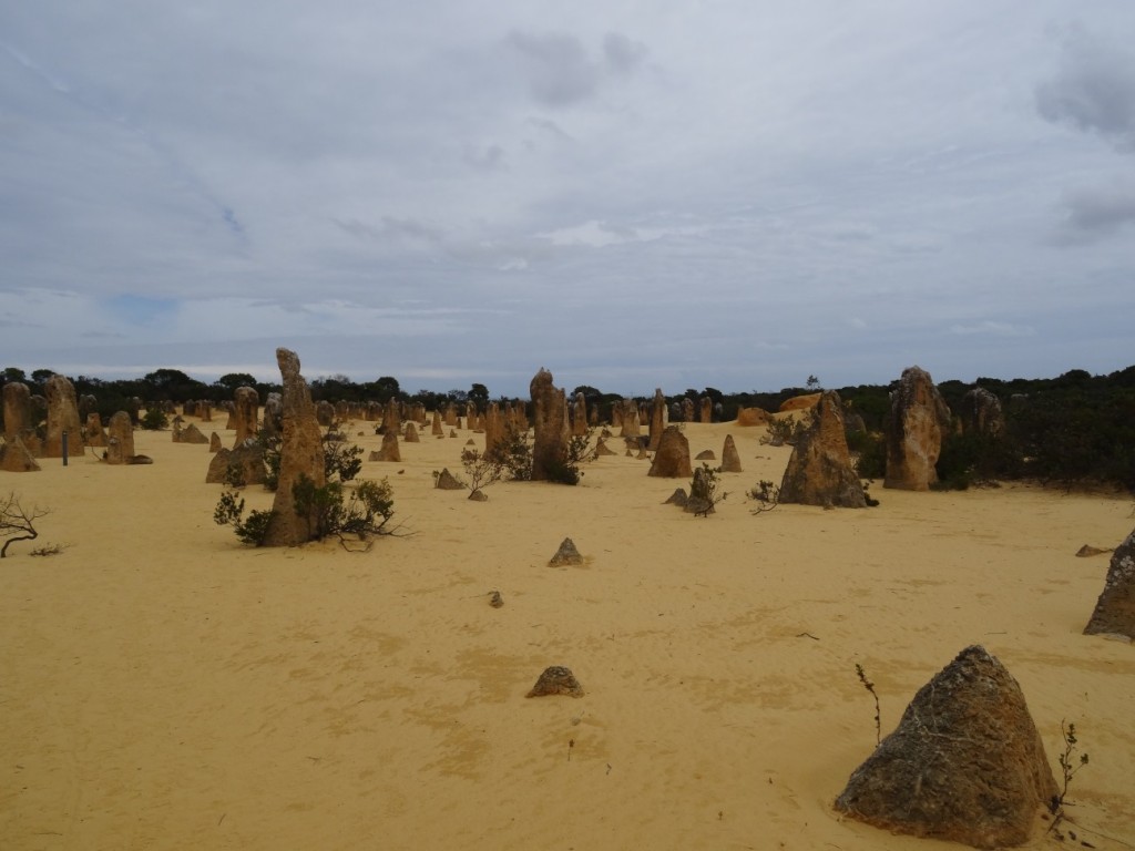 Die Pinnacles im Nambung Nationalpark sind teilweise über 3m hoch