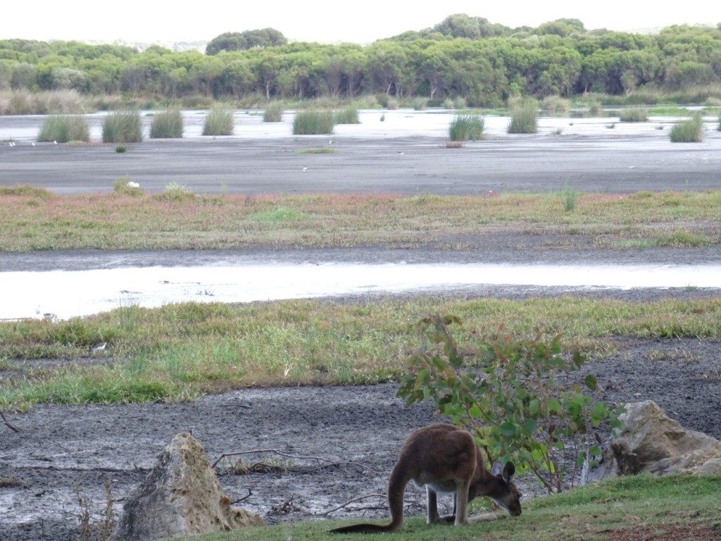 Der Yanchep Nationalpark...