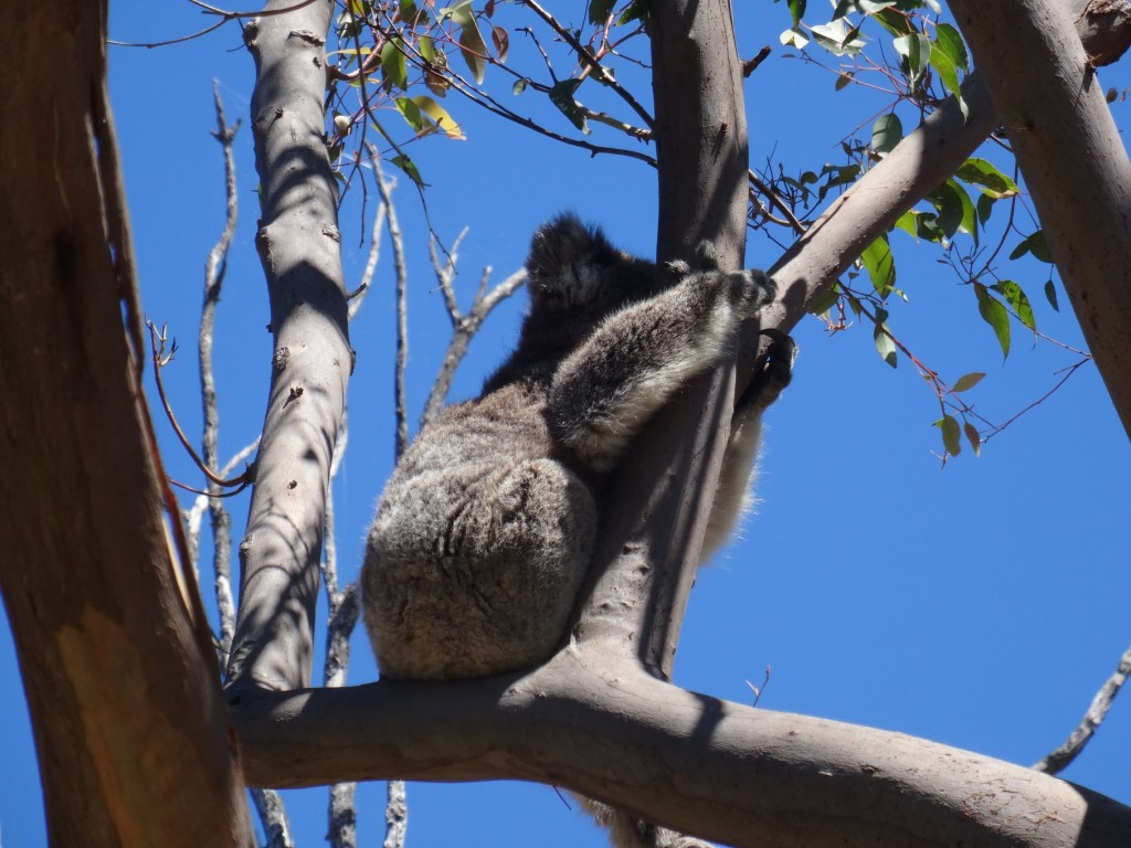 ... endlich treffen wir auch Koalas an
