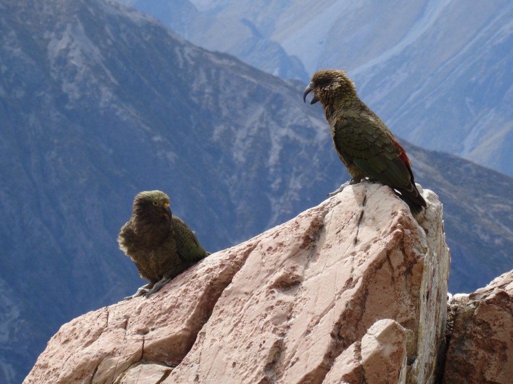 Ein paar Keas verfolgen unseren steilen Aufstieg
