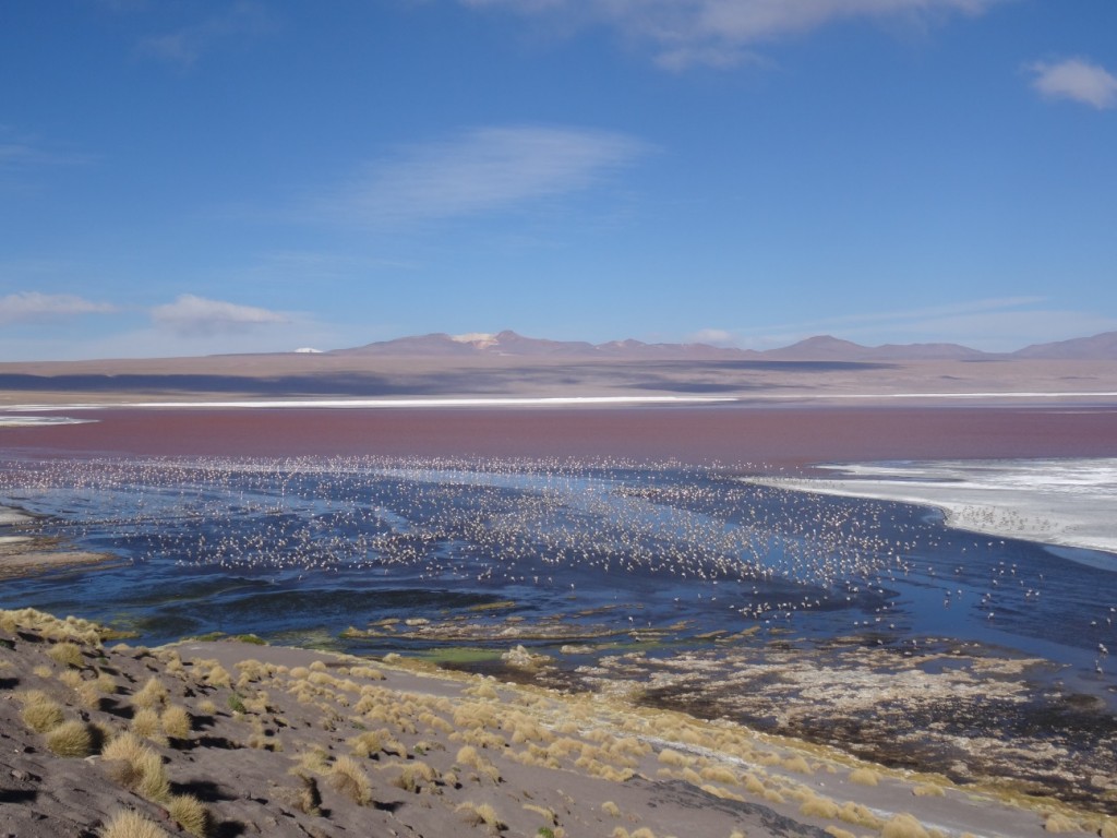 Tausende Flamingos tummeln sich hier