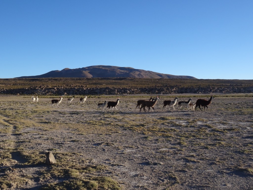 Auch Lamas laufen uns über den Weg