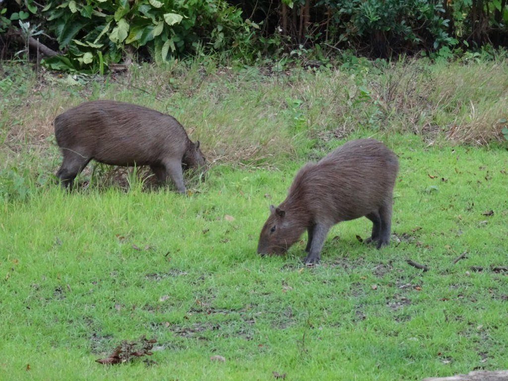 ... wo ein paar Capybaras grasen