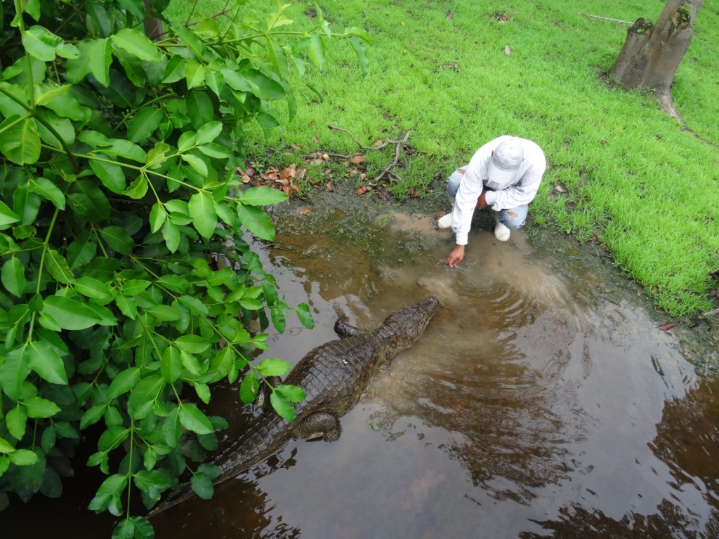 Unser "Hauskaiman" wohnt neben der Lodge