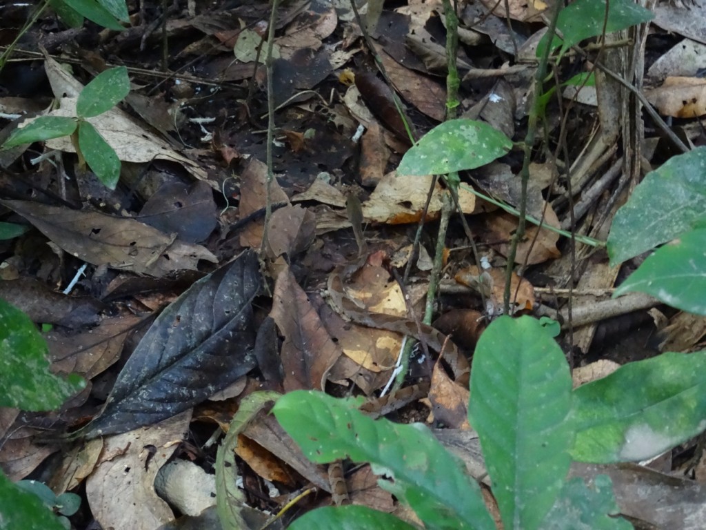 Auch hier finden wir eine Schlange. Diese ist zwar sehr klein, aber extrem giftig.