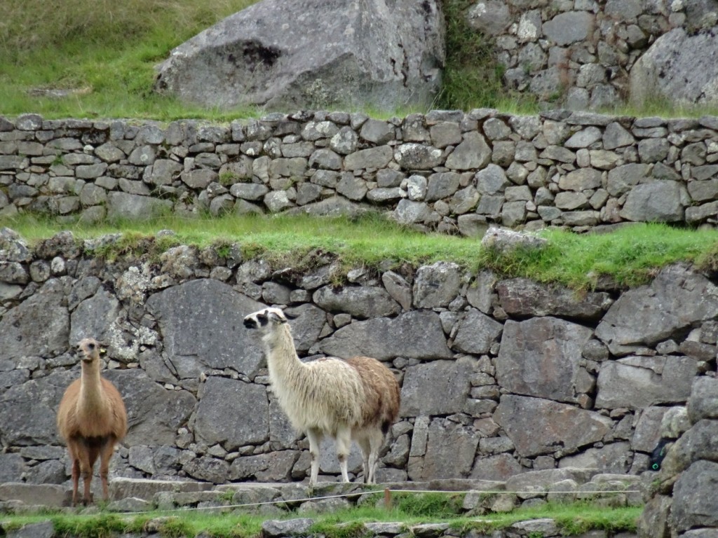Auch Lamas sind überall in der Anlage anzutreffen