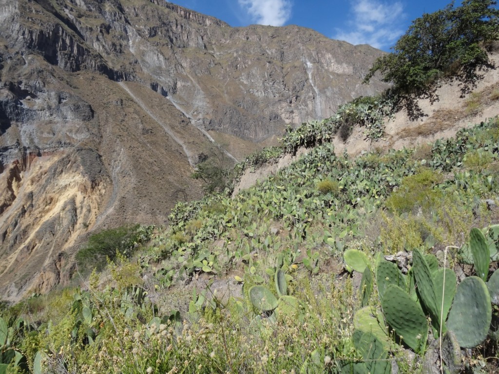 Am zweiten Tag wandern wir im Canyon flussabwärts