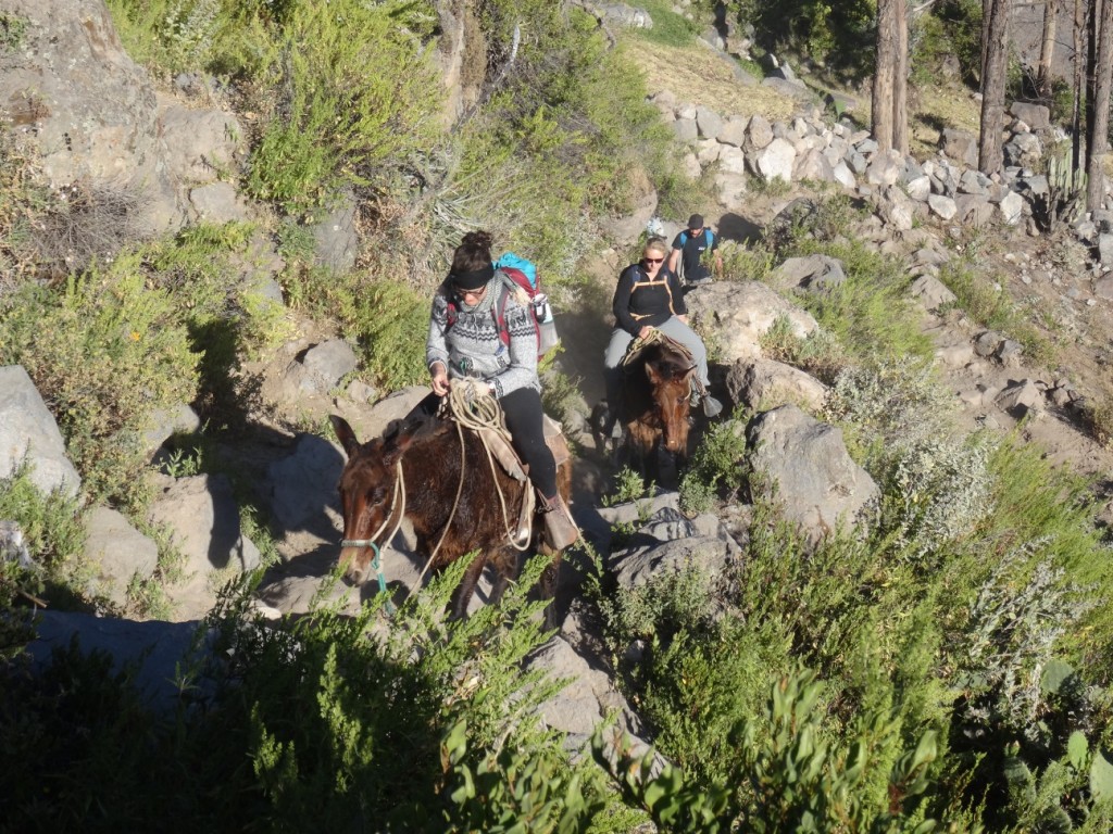 ... die Mädels treffen eine Stunde später auf den Mauleseln ein