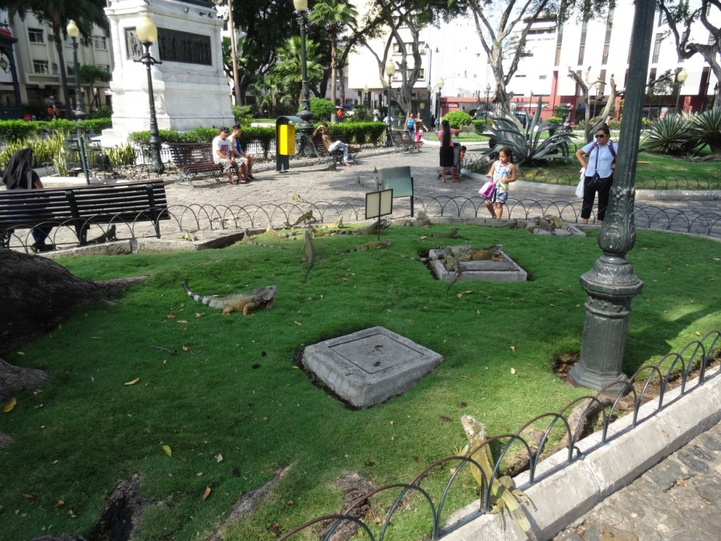 ... er wohnt mit seinen Kumpanen im Parque Seminario mitten in Guayaquil