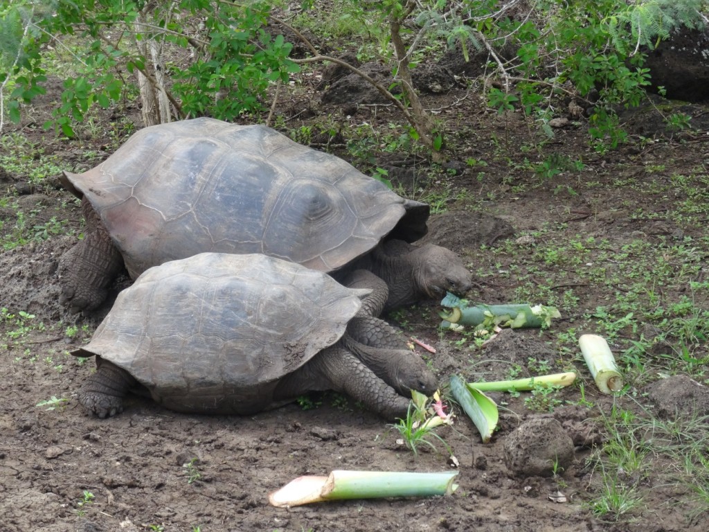 Schildkröten fressen den ganzen Tag, können aber auch ein ganzes Jahr lang ohne Essen überleben