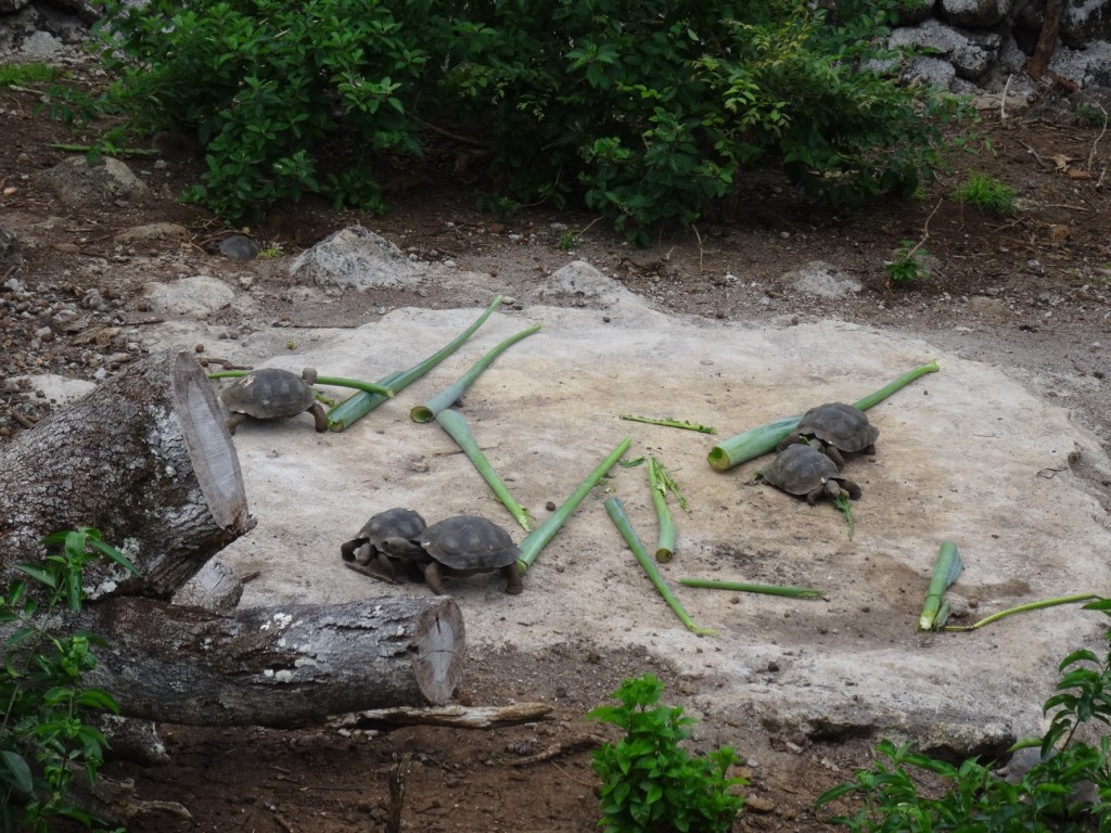 Das Territorium der jungen Schildkröten