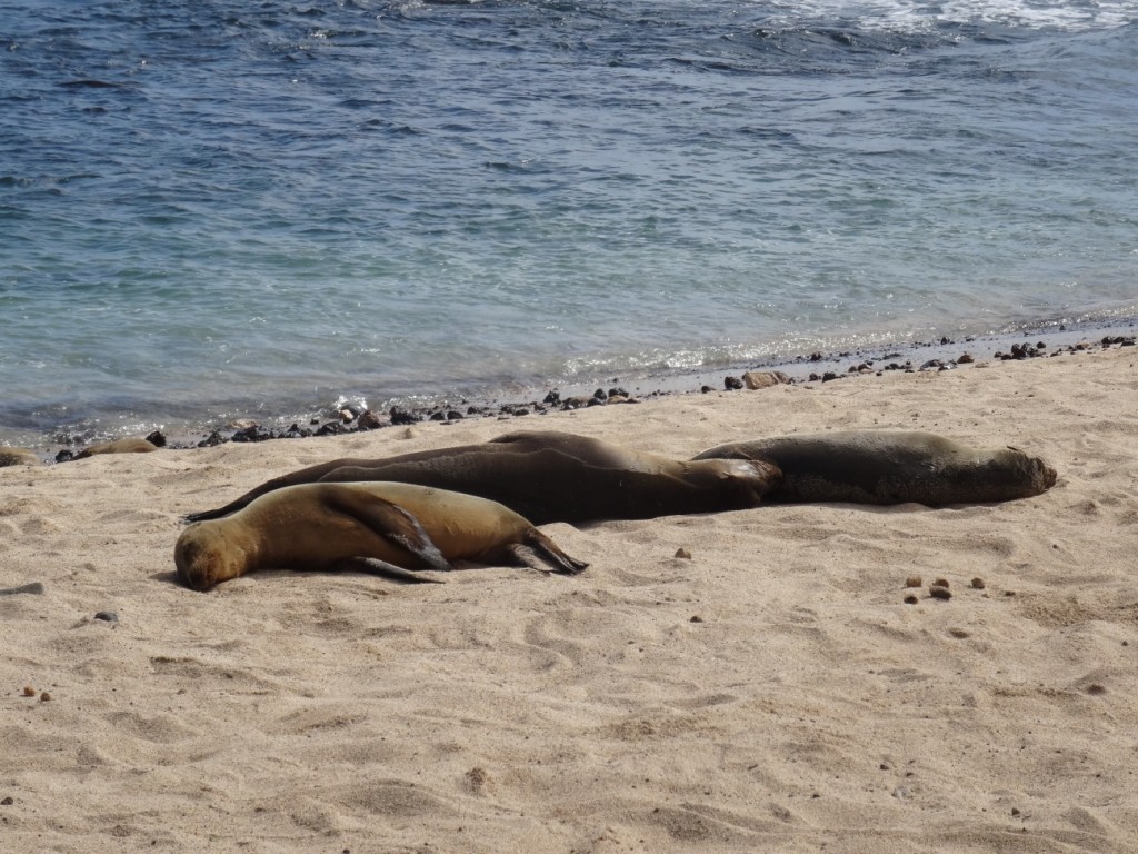 Seelöwen schlafen eigentlich fast immer...