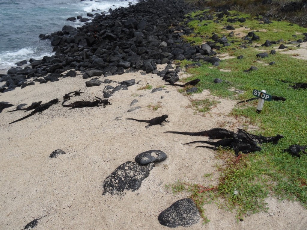 Haufenweise Meeresleguane, auf den schwarzen Steinen sind sie perfekt getarnt