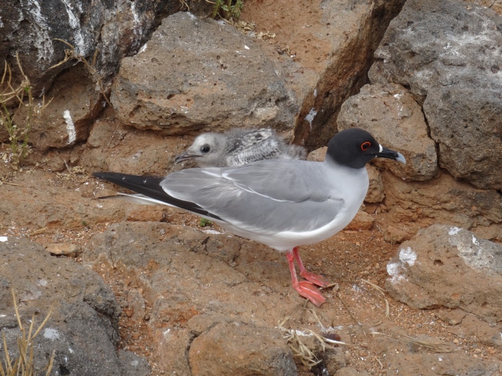 Eine Schwalbenschwanz-Möwe mit ihrem Jungen