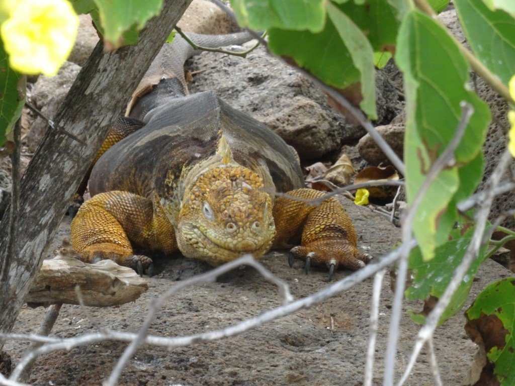 Die Landleguane sind gelb-grün im Gegensatz zu ihren schwimmenden Artgenossen