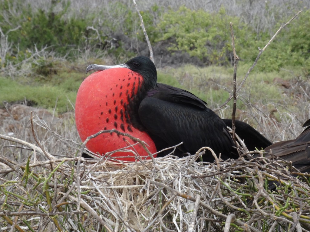 Die Männchen blasen einen roten Beutel auf, um Weibchen anzulocken