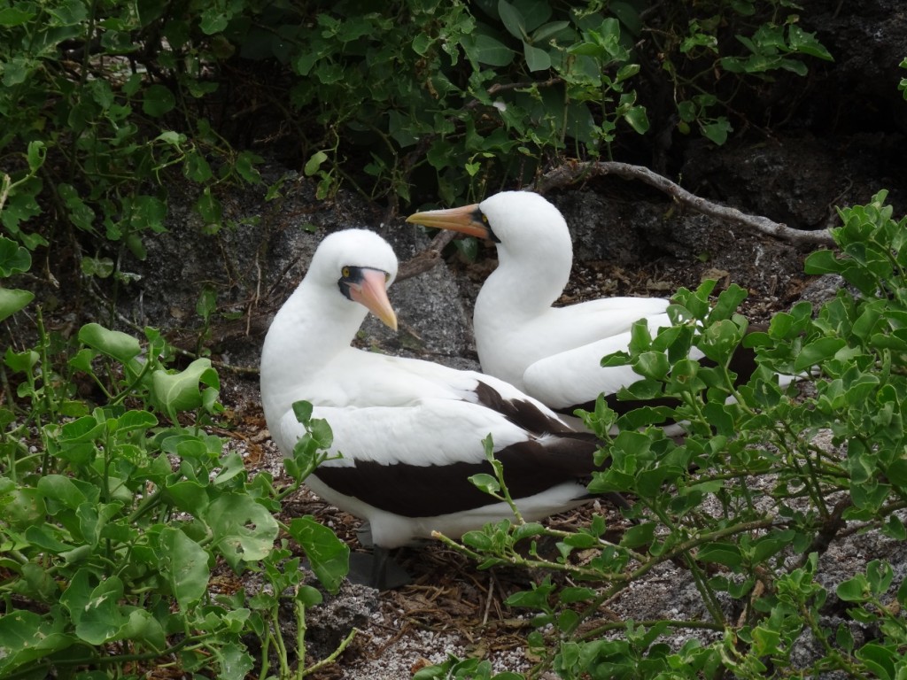 ... und Nazca-Tölpel