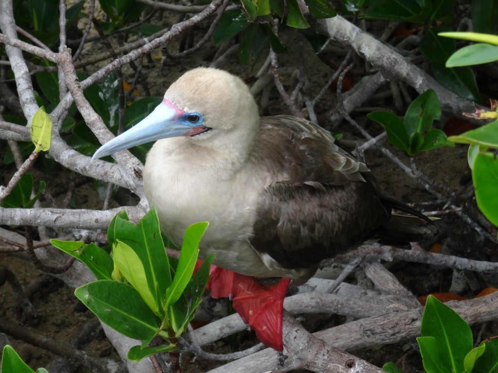 Auf Genovesa gibt es neben Blaufusstölpeln auch Rotfusstölpel...