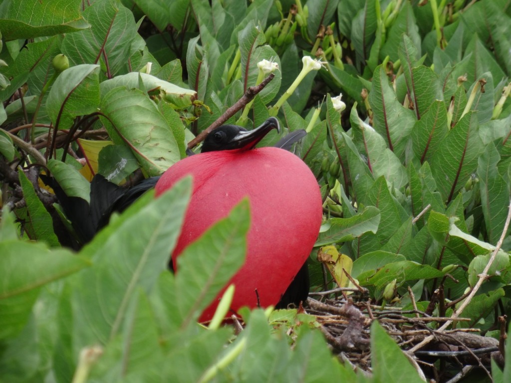 Wieder so ein aufgeblasener Typ