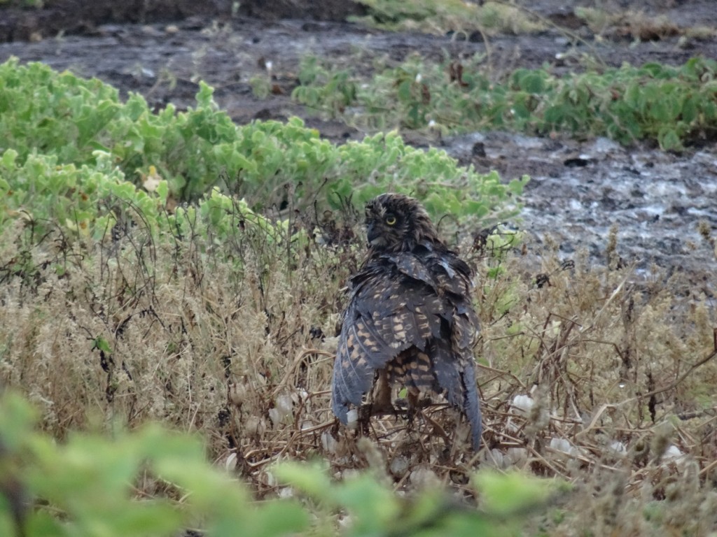 Eine Galápagos-Eule