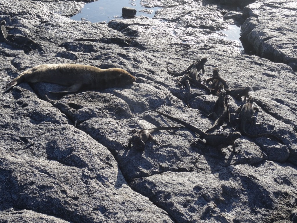 Ein junger Seelöwe spielt hier mit Leguanen, indem er ihnen in den Schwanz beisst