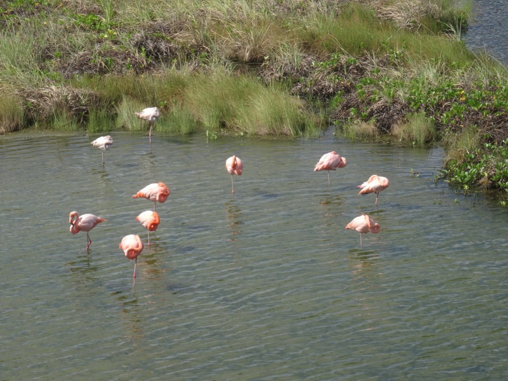 Flamingos