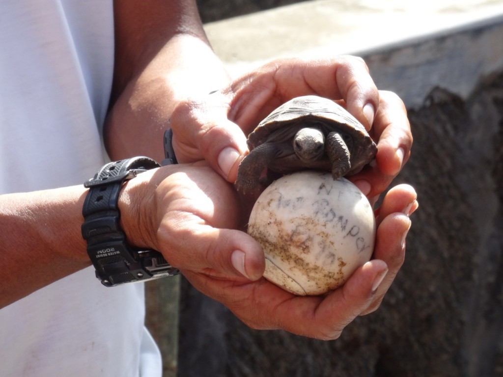 So winzig können Riesenschildkröten