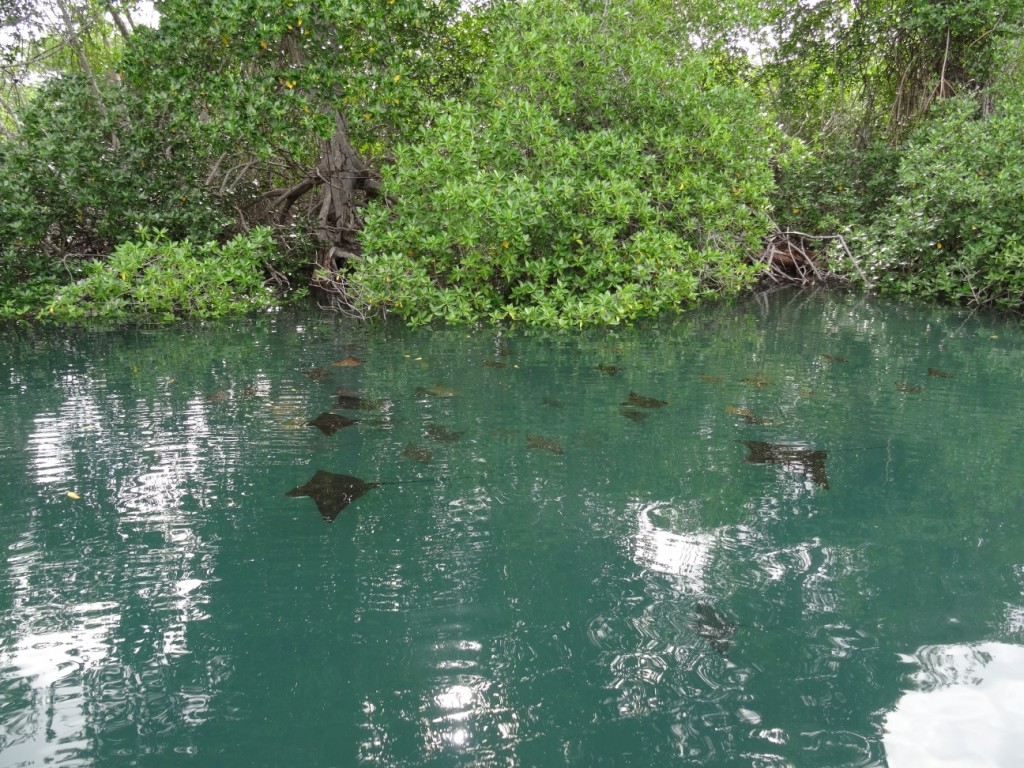 Eine ganze Rochenfamilie!