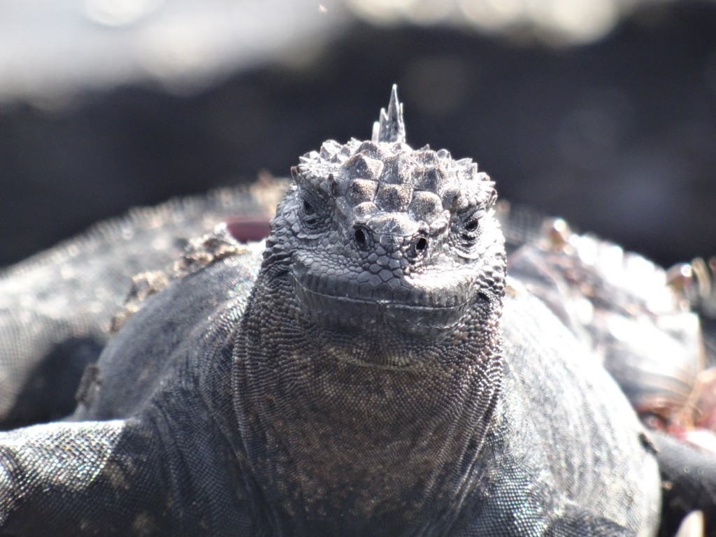Immer fröhlich drauf, die Leguane