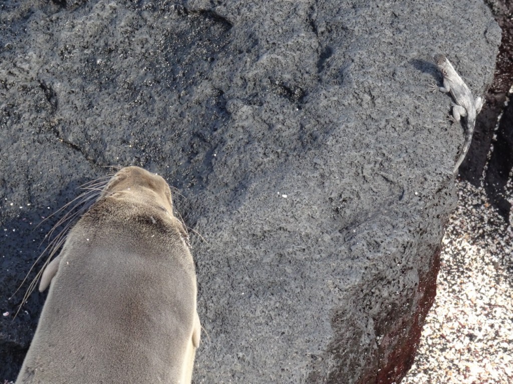 Eine Lavaechse wagt sich an einen Seelöwen heran