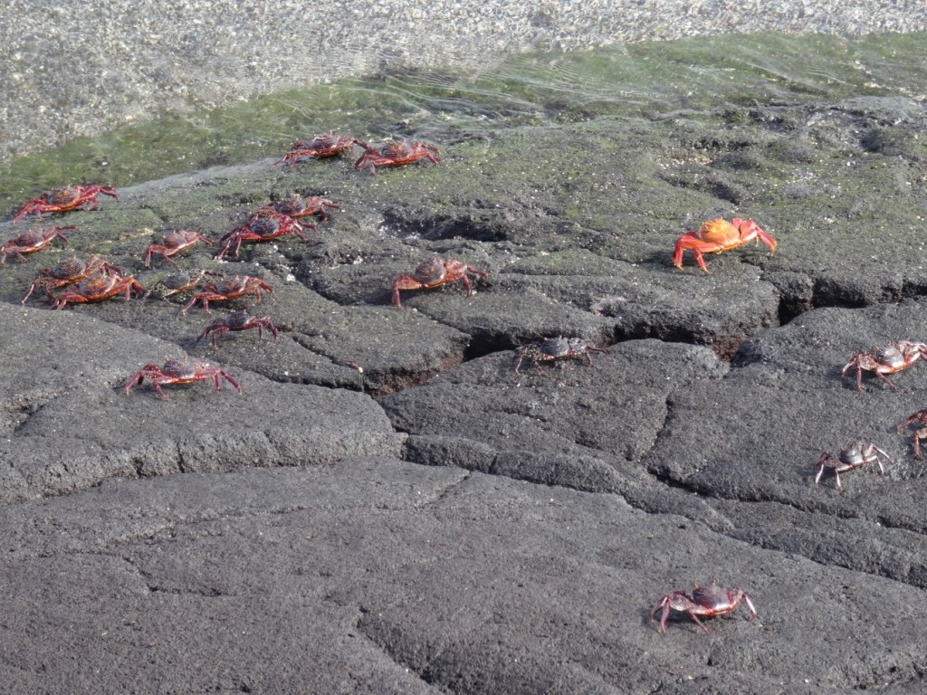 Die roten Krabben sieht man an allen Küsten auf den Galápagos