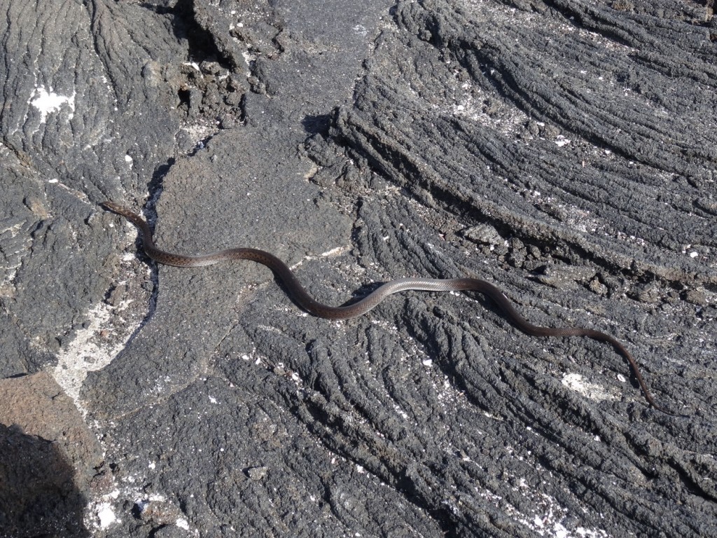 Sogar eine für die Galápagos relativ grosse Schlange bekommen wir zu Gesicht!