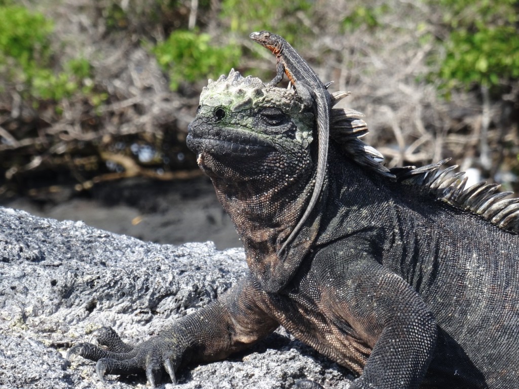 Eine Lavaechse macht es sich auf einem Leguan bequem