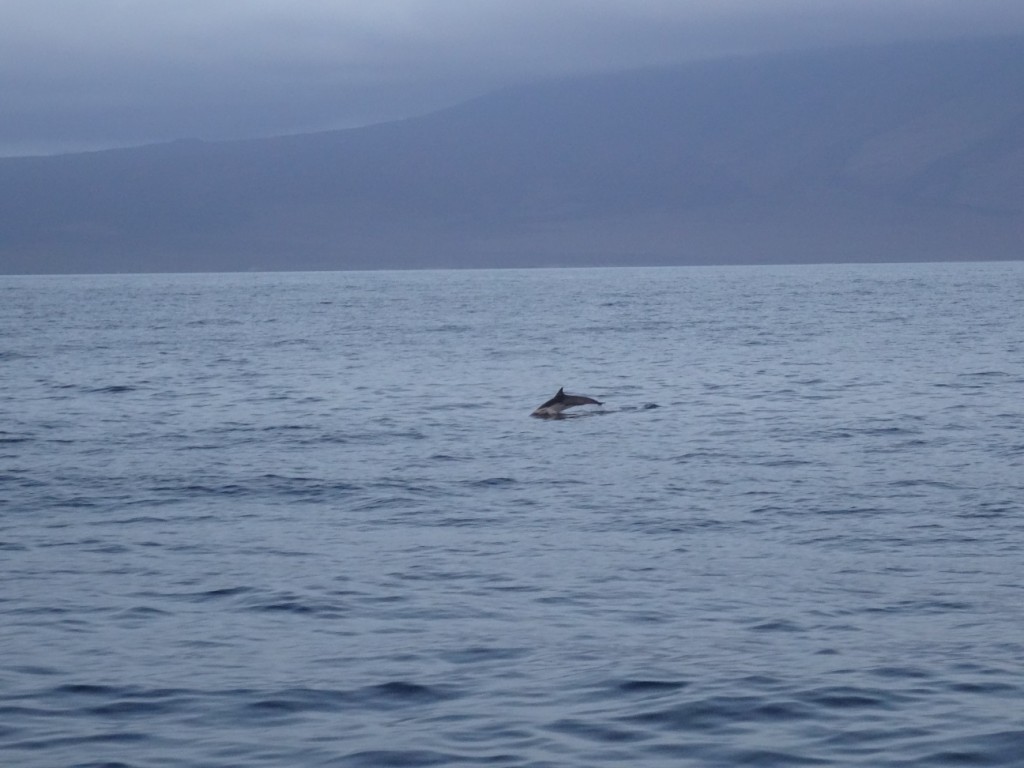Kurz vor Sonnenuntergang bekommen wir Gesellschaft von Walen und Delfinen