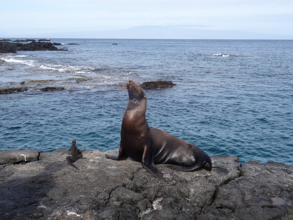 Seelöwe und Leguan posieren für's Foto