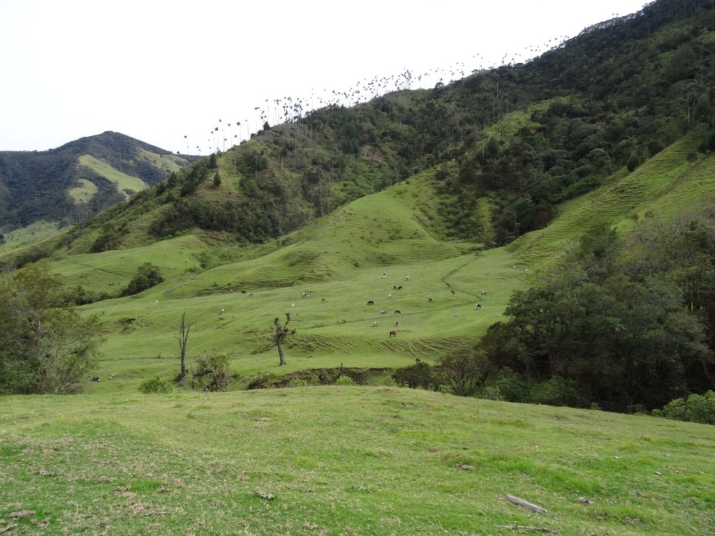 Das Cocora Valley