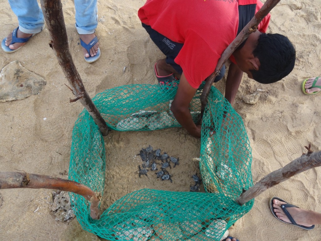 Diese Schildkröten sind frisch geschlüpft...