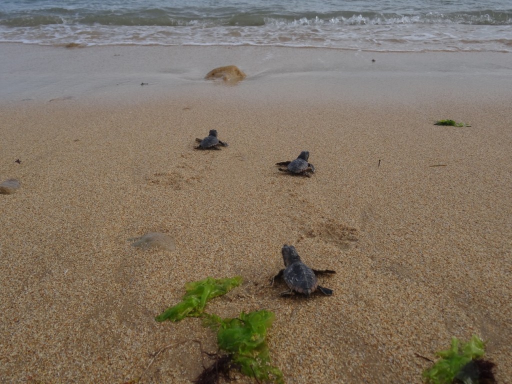... und schon dürfen sie baden gehen