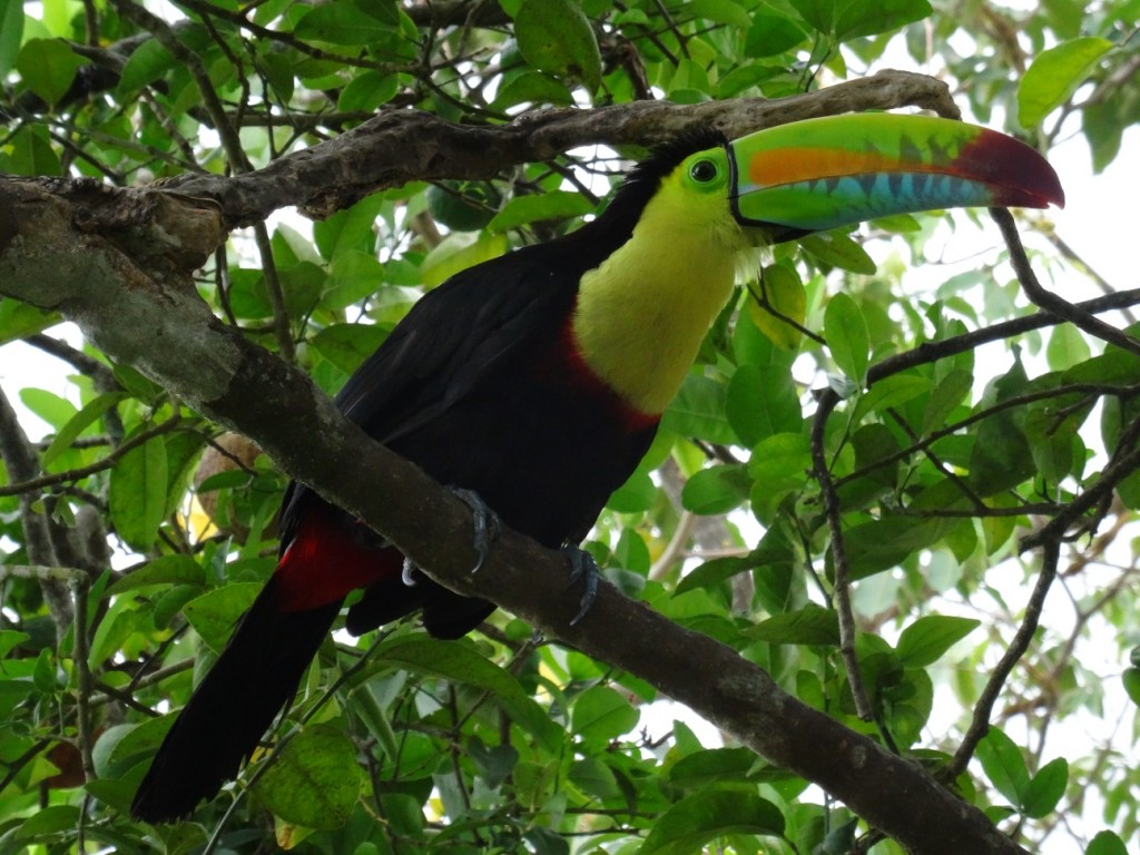 Tuki, der Haus-Tucan