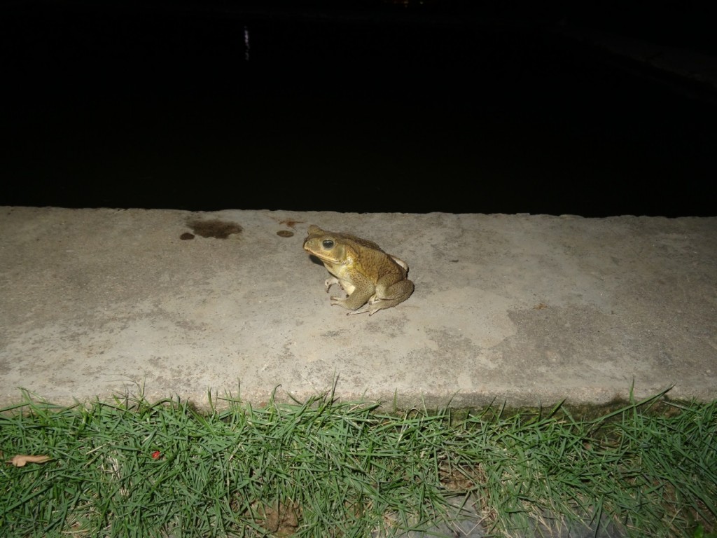 Die nächtlichen Gäste bei Oscar